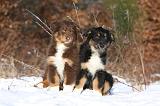 BERGER AUSTRALIEN PUPPIES 573